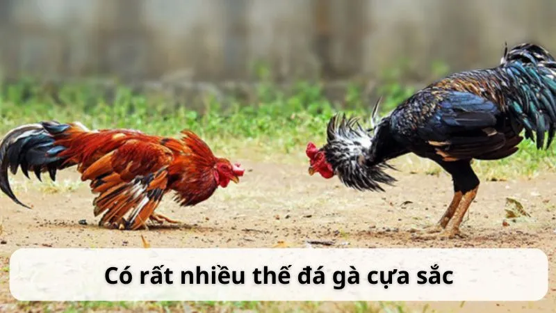 Có rất nhiều thế đá gà cựa sắc